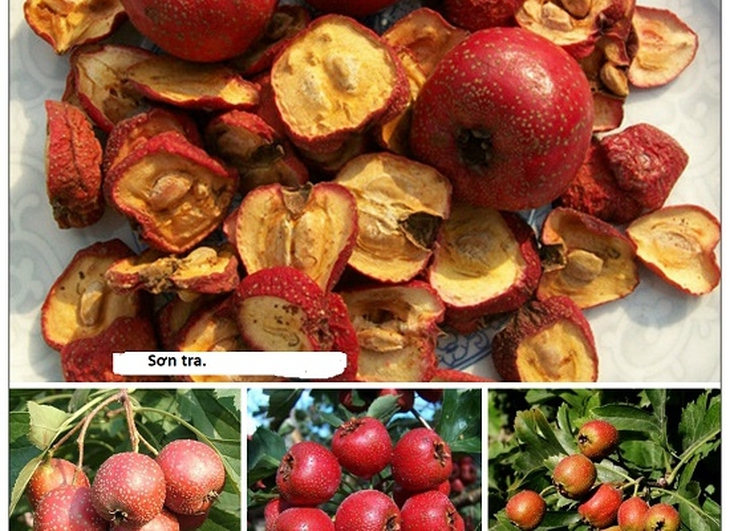 Sơn tra